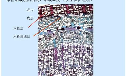 鳕鱼配什么吃有营养价值网 :分享鳕鱼搭配什么最有营养-鳕鱼最佳搭配三种蔬菜知识