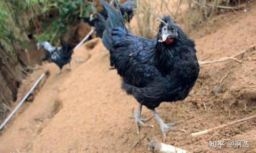 鳕鱼配什么菜最鲜嫩-鳕鱼配什么吃有营养价值网 :分享鳕鱼搭配什么最有营养-鳕鱼最佳搭配三种蔬菜知识